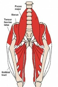 Tensor fascia lata | Spieren | Menselijk Lichaam