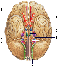 Chiasma opticum | Hersenen | Menselijk Lichaam