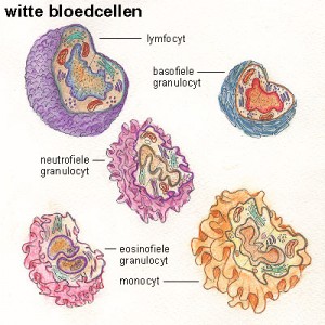 Witte bloedlichaampjes (leukocyten)  